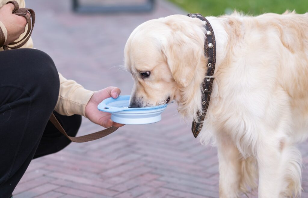 A man gives a dog a bowl of water in the park. Golden Retriever quenches thirst in the heat outside